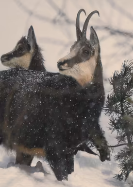 Kleine Gams im Schnee Das Wild ist Schuld © Foto by Sebi Pranger